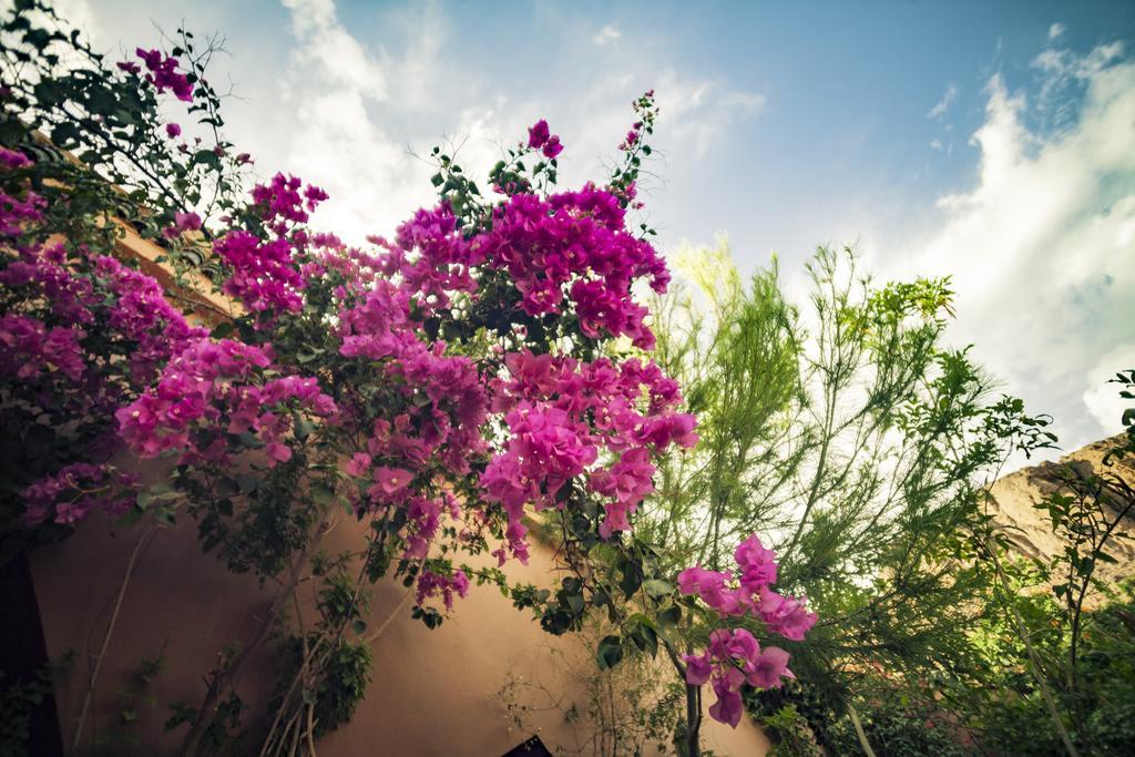 La Terrasse Des Delices Bed & Breakfast Fint Bagian luar foto